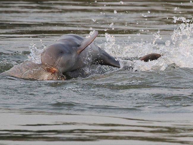 Incredible creatures of Mother Nature!