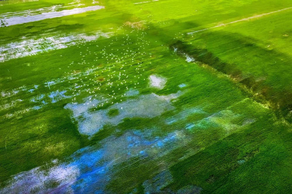 Aerial view of Melaleuca forests, Tram Chim National Parks, Dong Thap, Vietnam