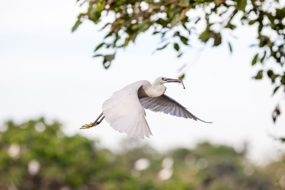 White stork flying in the wild in Tram Chim National Park