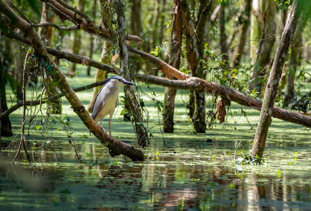 A wild heron spotted in Tra Su Indigo Forest