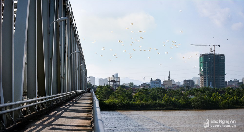 Herd of white storks flying over Lam River (photo: Bao Nghe An)