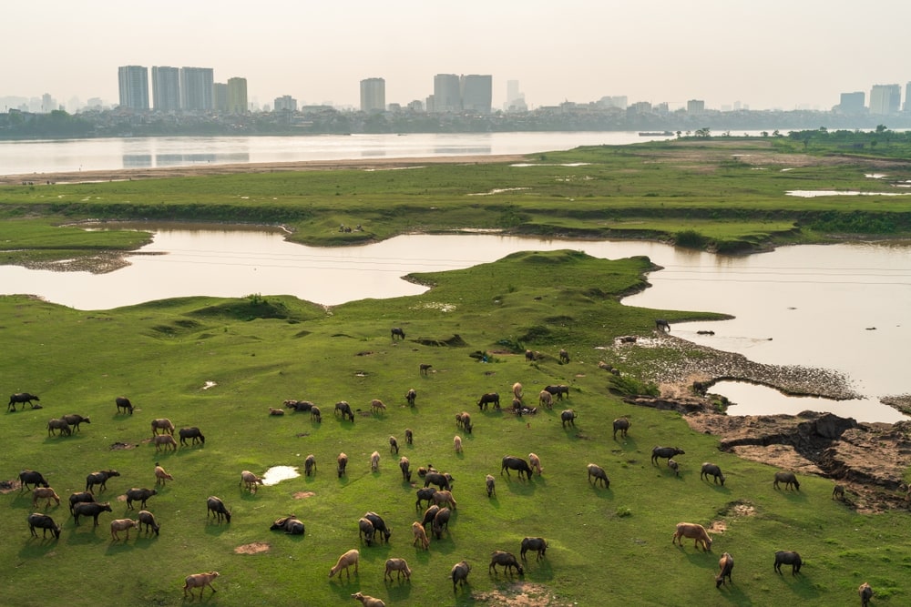 Herd of buffalo grazing next to the Red river, in Hanoi, Vietnam